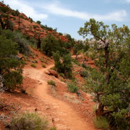 The Path Home